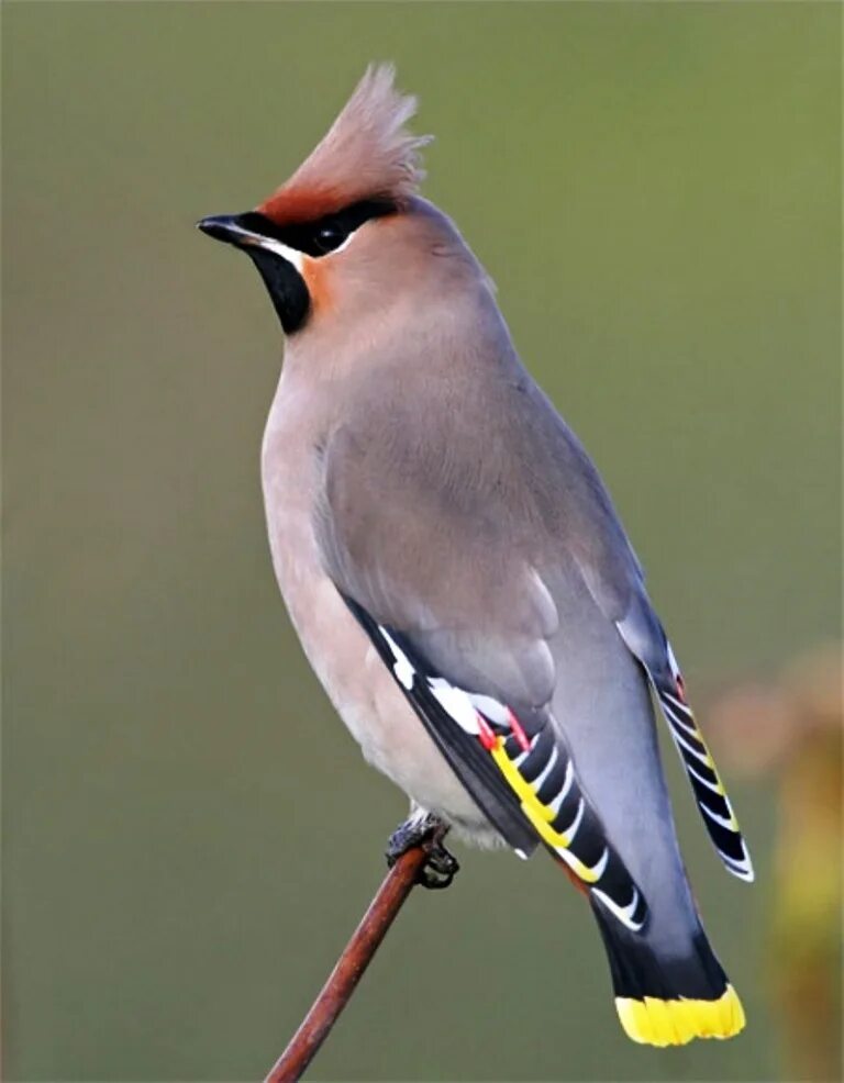 Хохлатая свиристель. Свиристель обыкновенный (Bombycilla garrulus). Свиристель (Ampelis garrulus). Свиристель и Удод. Свиристель воробей