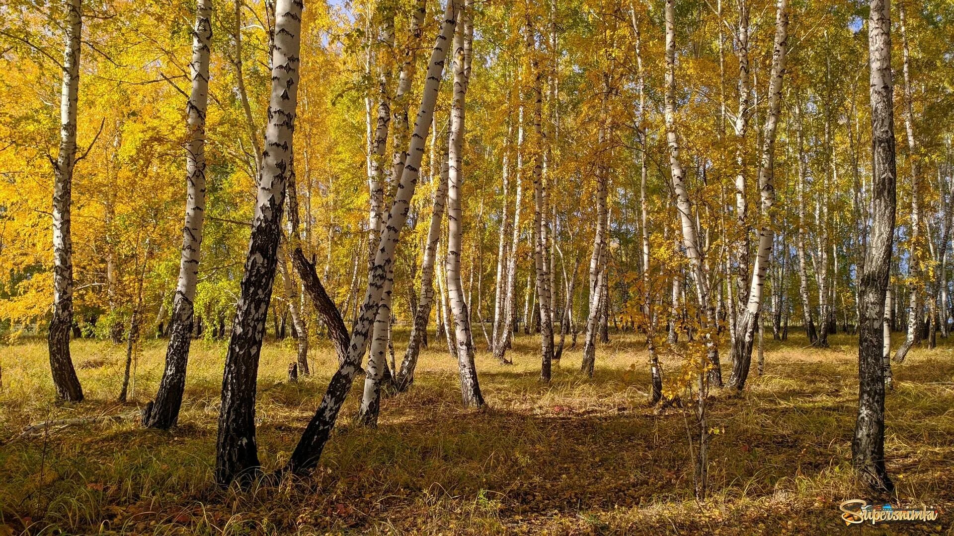 Березка 8 9. Береза. Березовый лес. Березовый лес осенью. Береза осенью.