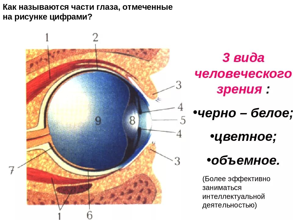 Виды оболочек глаза. Как называются части глаза. как называются части клаз. как называются части глаза отмеченные на рисунке. как называются части глаза отмеченные на рисунке цифрами.