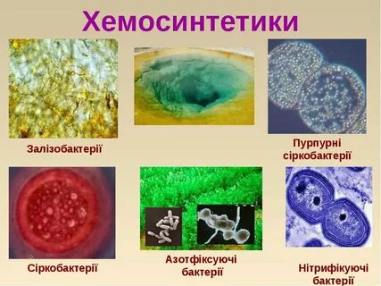К хемосинтезирующим бактериям относят