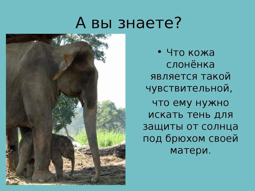 Тип текста у слонов есть странная черта. Презентация о слонах. небольшое сообщение о слонах. слон для презентации. презентация про слонов.