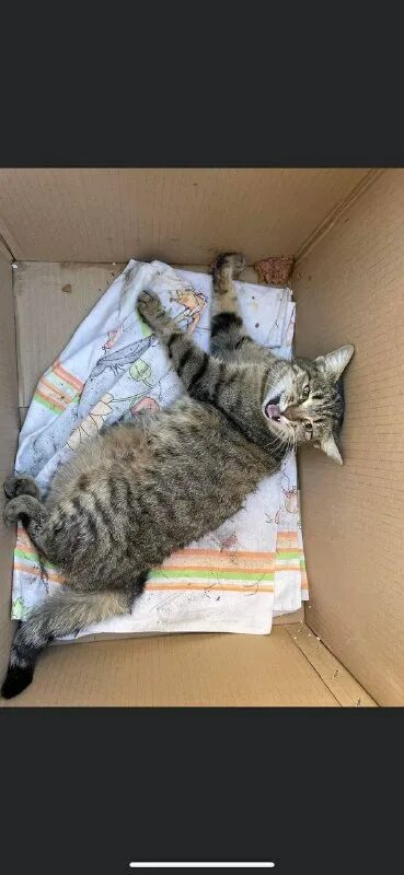 коты лежат. лежит не двигается кошка. спящий кот. лежит не двигается кошка. лежит не двигается кошка.