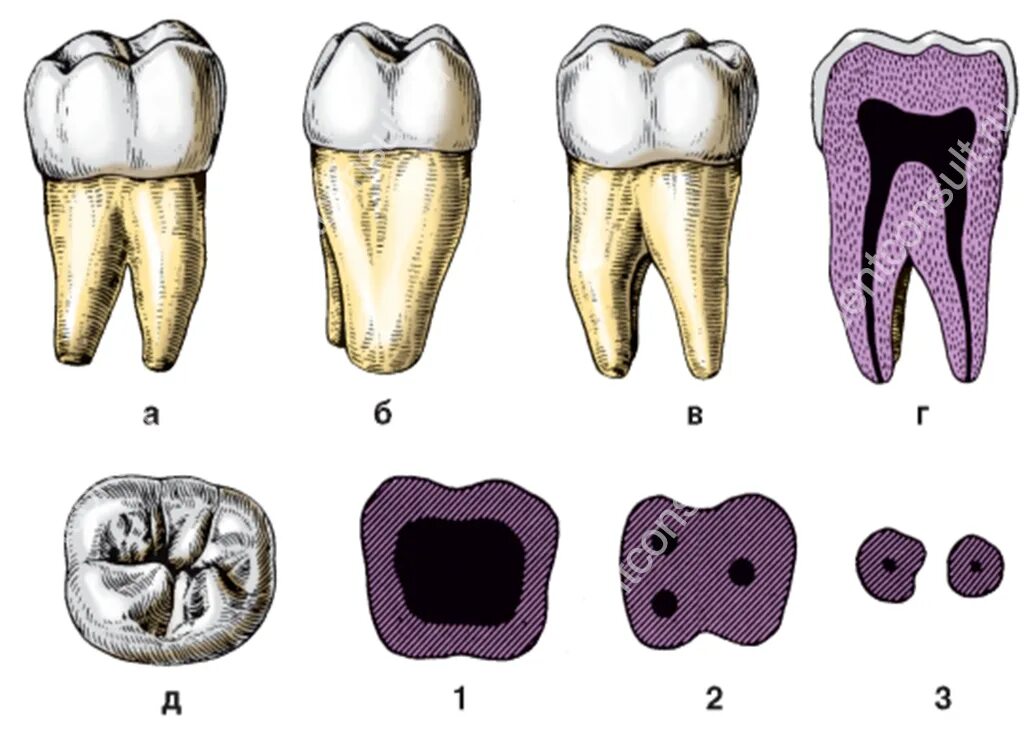 Коренные моляры. Анатомия третьего моляра нижней челюсти. Зуб первый моляр нижней челюсти. Первый моляр нижней челюсти анатомия. Третьего моляра верхней челюсти.