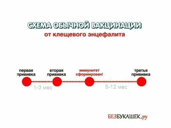 Клещевой энцефалит вакцинация схема. Экстренная схема вакцинации против клещевого энцефалита. Прививка против клещевого энцефалита схема вакцинации. Вакцинация экстренная от клещевого энцефалита схема вакцинации. Как часто делают прививку от клещевого энцефалита