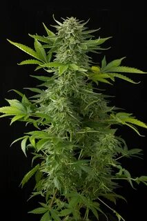 Moby Dick Auto feminized by Dinafem Seeds The feminized autoflowering seeds...