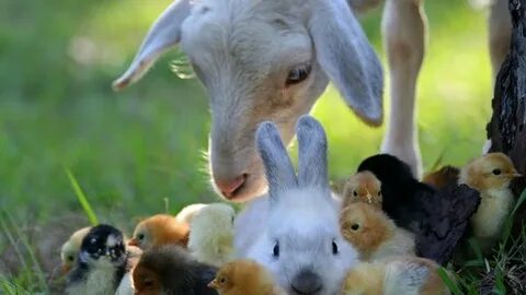 Keep wild animals as pets