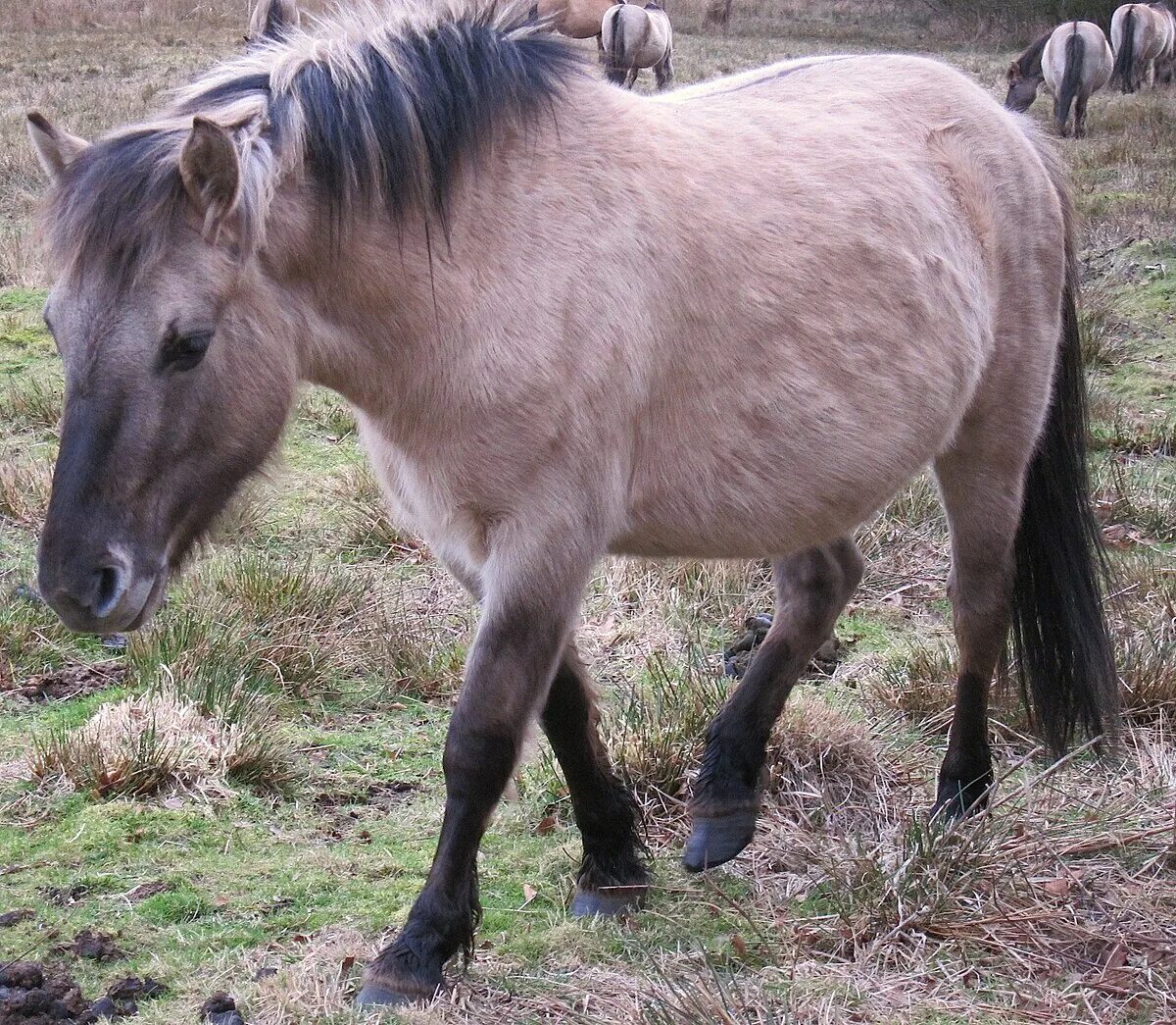 Equus Ferus caballus. Коник порода лошадей. Польский Коник. Степной Тарпан. Сайт коник