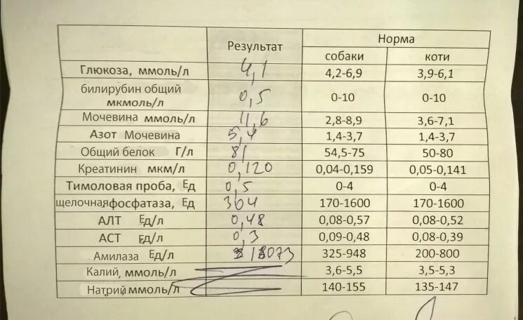 Общий белок повышен у кошки. Амилаза норма ммоль. Показатели билирубина амилаза у собак. Норма общего билирубина у собак. Общий белок креатинин и мочевина.