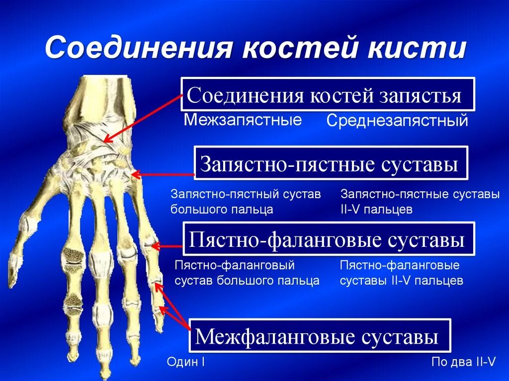 Какие вещества составляют кости. Межфаланговые суставы кисти анатомия. Запястно пястный сустав анатомия. Кости кисти лучезапястный сустав анатомия. Пястно-фаланговые суставы кисти анатомия.