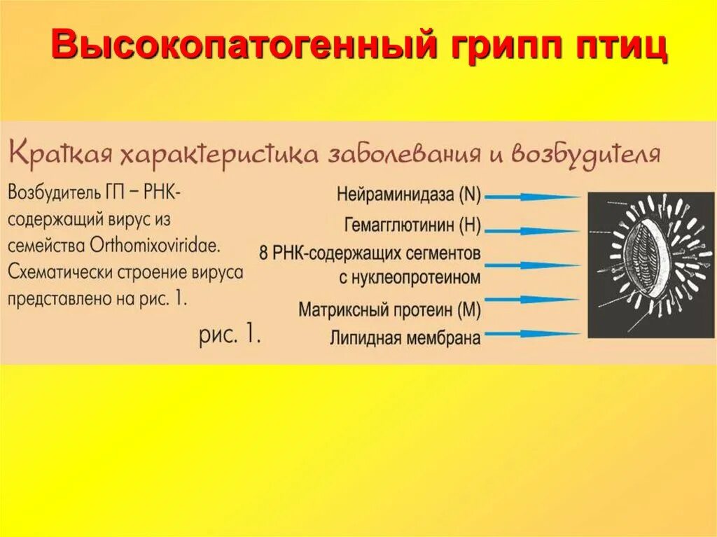 Высокопатогенный грипп птиц. Вирус гриппа птиц. Высокопатогенный вирус гриппа. Профилактика высокопатогенного гриппа птиц.