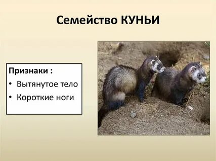 Вид семейства куньих отряд хищных