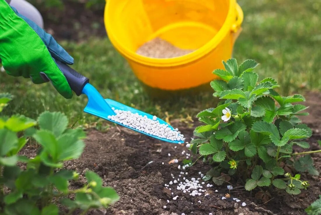 Подкормка клубники. Подкормить весной. Подкормить клубнику. Удобрение для клубники. Подкормить весной.