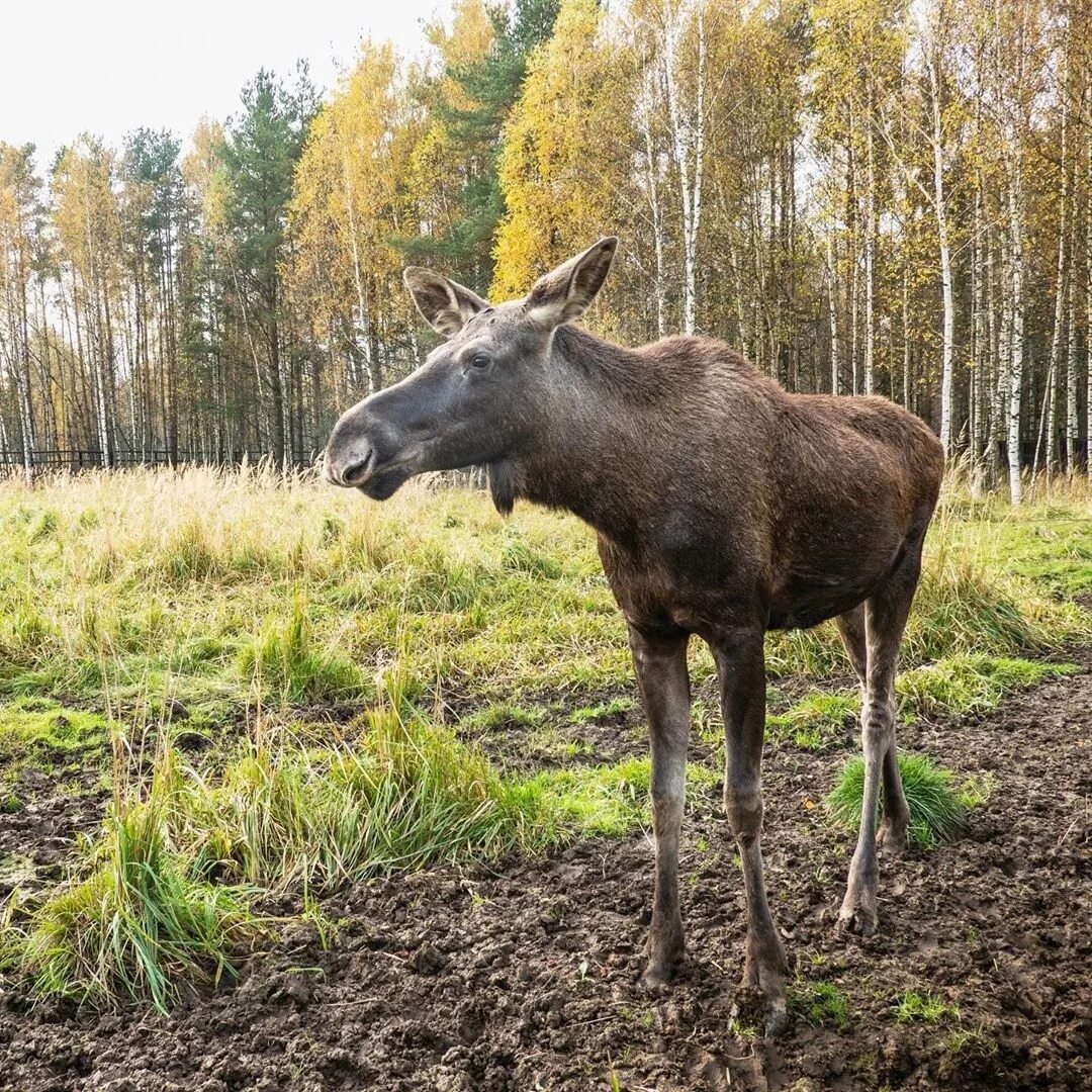 Лось бабушкинская. Парк заповедник Лосиный остров. Лосиноостровский парк Москва. Национальный парк Лосиный остров лоси. Лоси на Лосином острове в Москве.