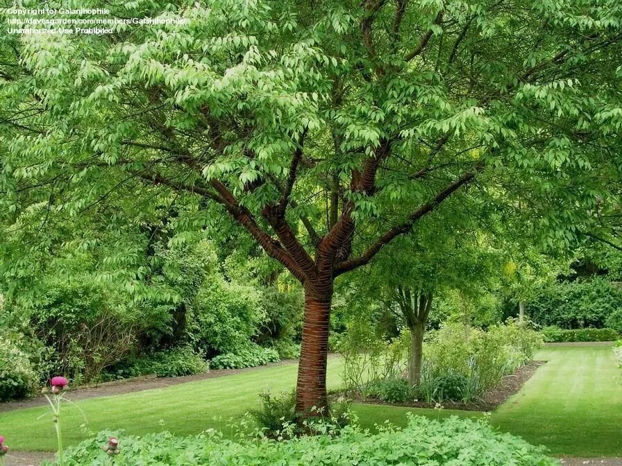 Speaking tree. Вишня пильчатая (тибетская). Prunus serrula. Пальметта пильчатая и Африканская вишня. Сейма Гарден дерево мандорина.