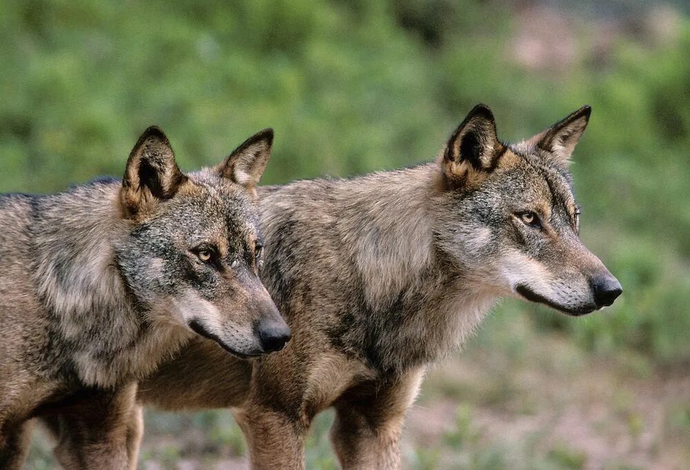 Canis lupus. Иберийский волк. Иберийские волки в Испании. Иберийский (испанский) волк. Canis Lupus signatus.