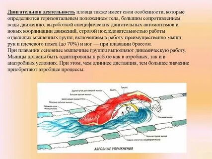 Мышцы при плавании