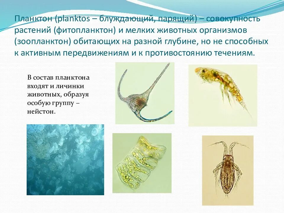 Что такое планктон 5 класс. Адаптационные приспособления планктона. Животные обитающие в планктоне. Планктон среда обитания. Фитопланктон адаптации.