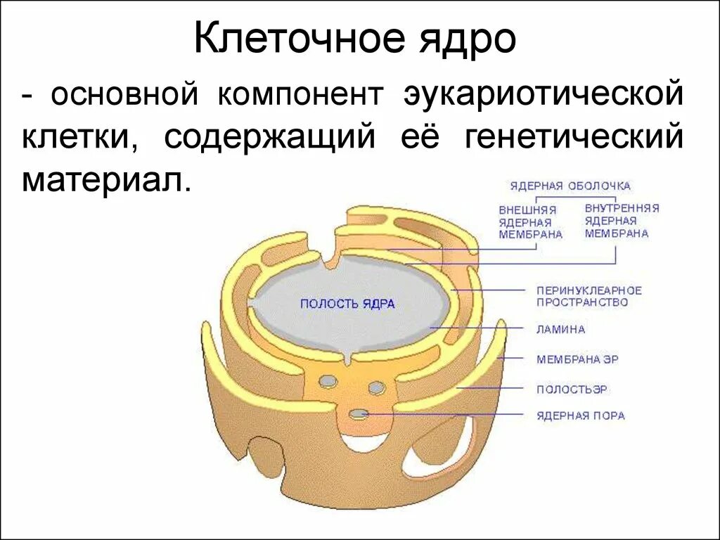 Клеточное ядро эукариотической клетки содержит. Полость ядра. Морфология ядра клетки.. Главный компонент ядра клетки.