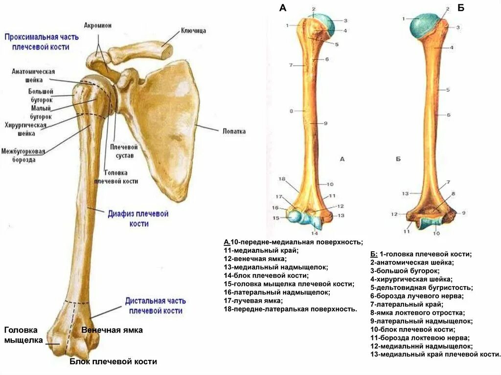 Плечевая кость анатомия человека строение. Проксимальный отдел плечевой кости анатомия. Плечевая кость дельтовидная бугристость. Плечевая кость анатомическая шейка.