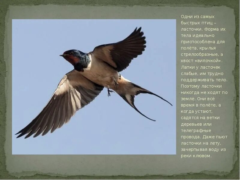 Ласточка птица описание. Ласточка Перелетная птица. Ласточка форма тела. Сообщение о перелетной птице Ласточке.
