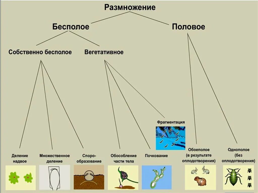 Бесполое размножение свойство. Схемы полового и бесполого способов размножения. Схема бесполого размножения растений. Схема бесполого размножения 6 класс. Размножение бесполое и полое схема.