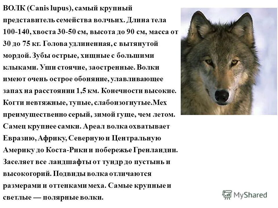 Семейство волчьих распространение. Описание волка. Представители волчьих. Характеристика волчьих.