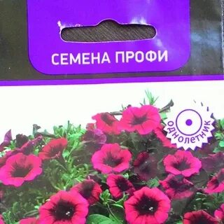 Шок вейв парпл тай