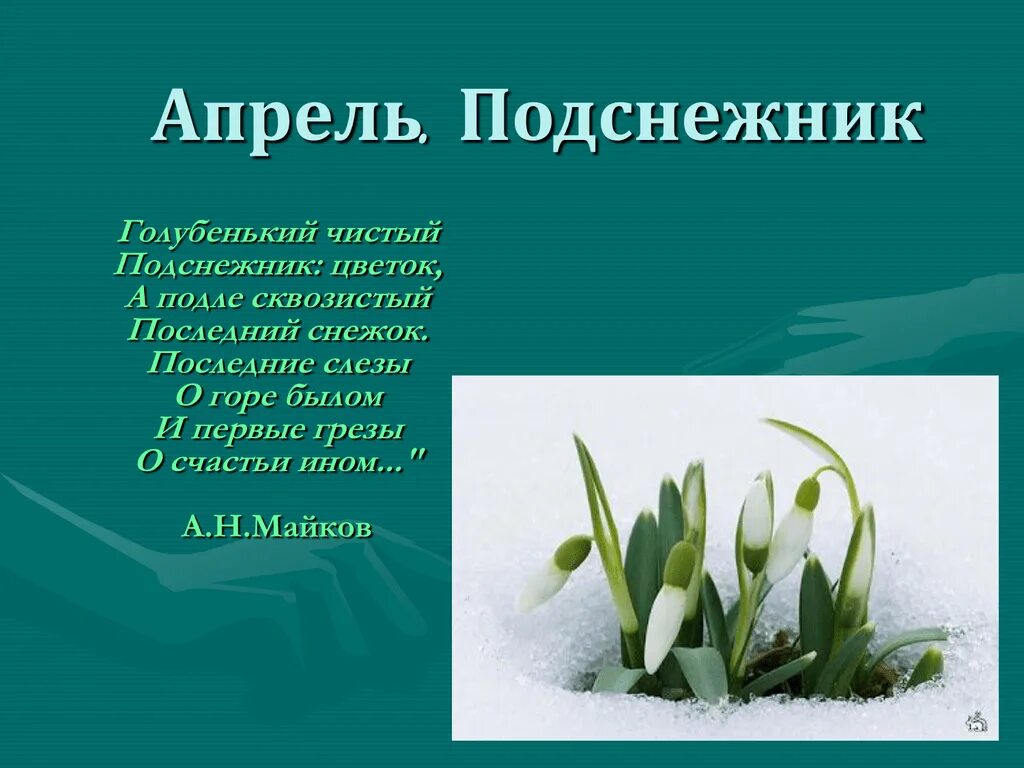 Загадка про подснежник для детей. Майков Подснежник. Презентация на тему Подснежник. Проект про Подснежник. Сведения о подснежнике.