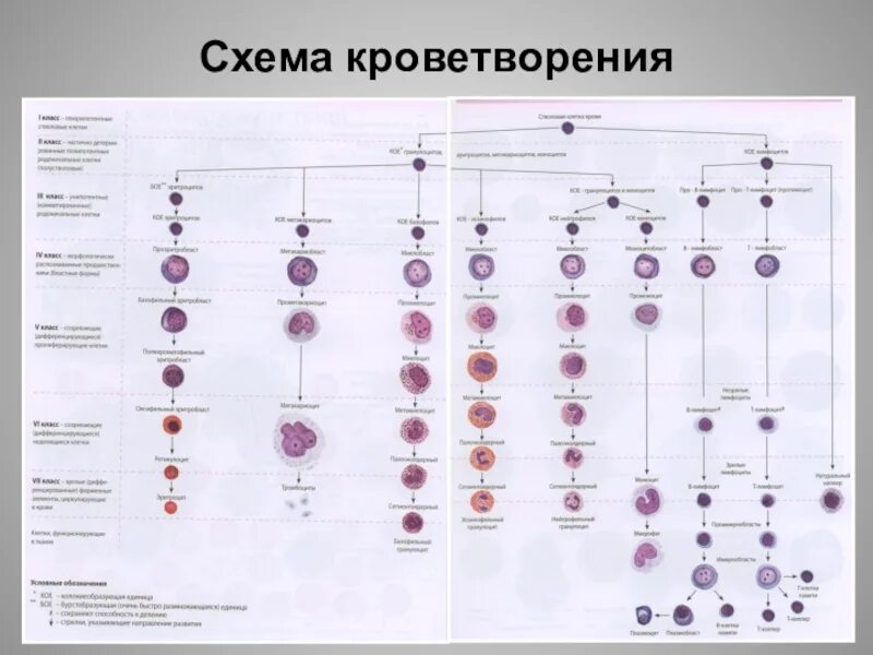 Постэмбриональный гемопоэз. Общая схема кроветворения гистология. Гемопоэз схема кроветворения гистология. Современная схема кроветворения эритропоэз. Схема гемопоэза гистология.