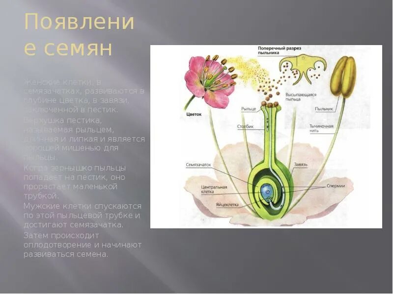 Нижняя расширенная часть пестика. Пыльцевые зерна на рыльце пестика. Строение пестика. Пыльца на рыльце пестика. Рыльце цветка.