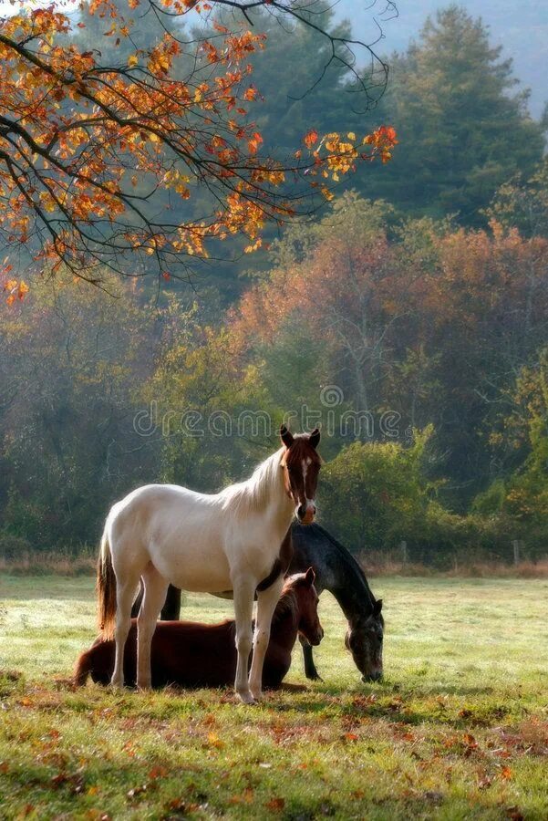 Лошади. Лошадь осень. Лошади осенью. Осень и красивые лошади.