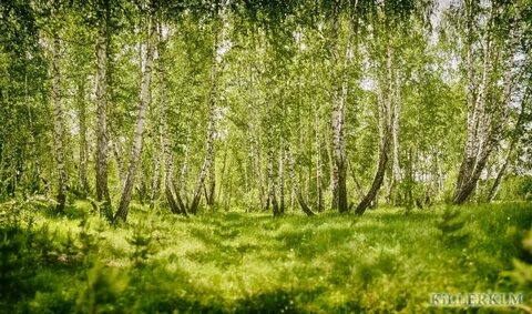 Фон березовая роща