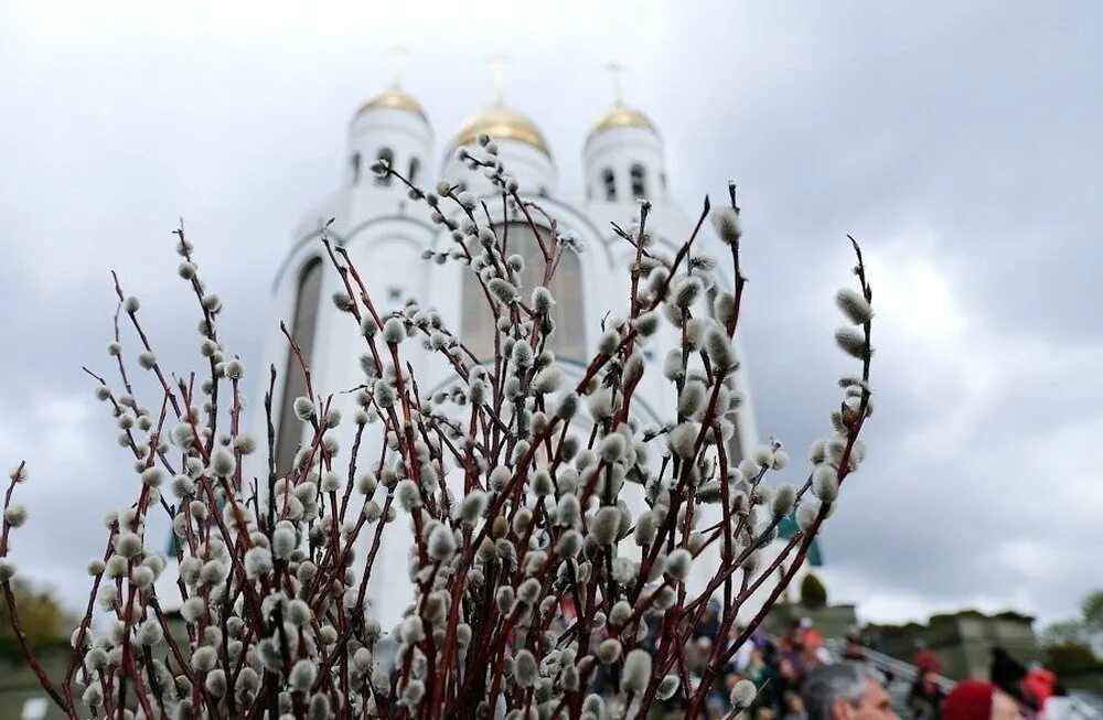 Какого числа верба. Лазарева суббота и вербное воскресенье 2025. верба на вербное воскресенье. верба церковь вербное воскресение. верба освященная вербное воскресенье.