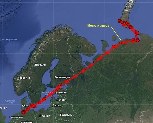 Пролет гуся. Пути миграции гусей в России. Маршрут миграции гусей. Карта миграции гусей. Карта осенней миграции гусей.