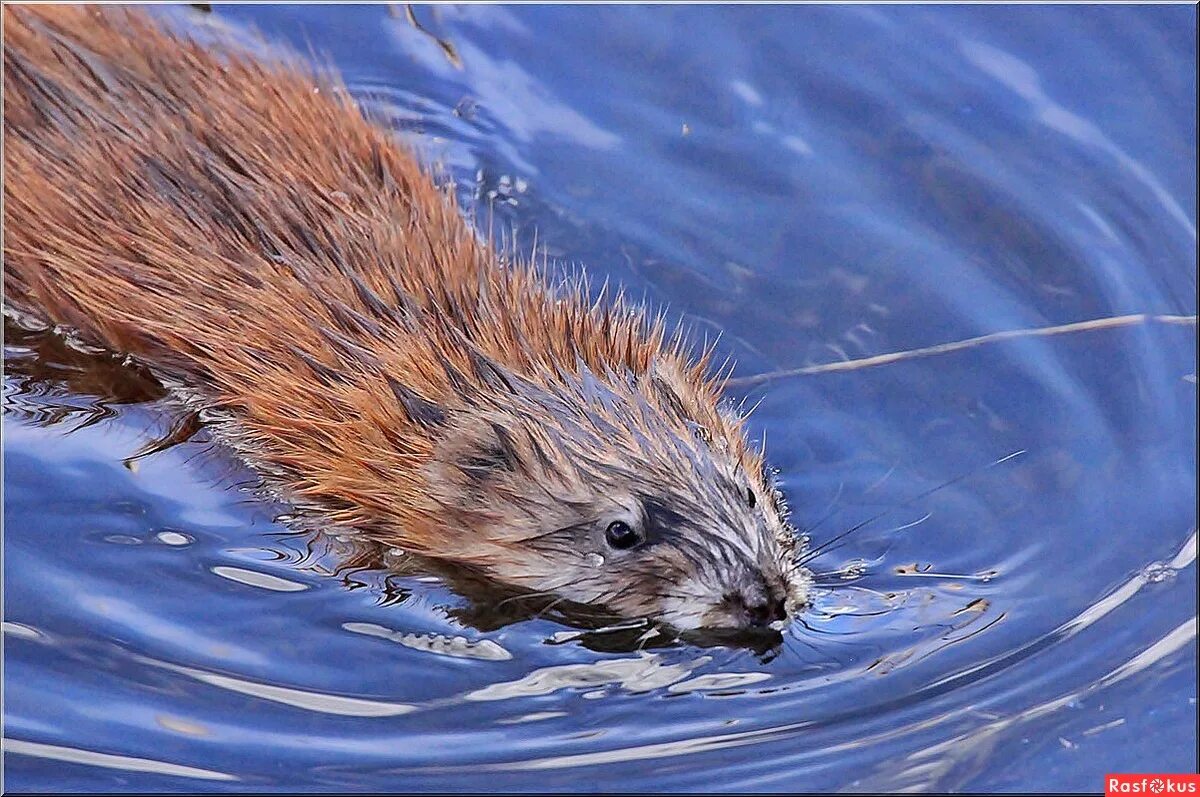 Ондатра рыжая. Водяная крыса ондатра. Ондатра полуводные млекопитающие. Ондатра полуводные млекопитающие. Ондатра полуводные млекопитающие.