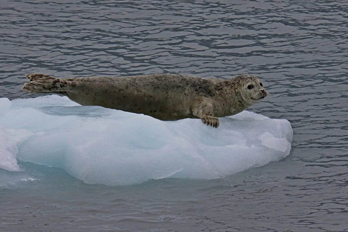 Phoca vitulina. Тюлень Унгавы. Аляска тюлени. Белёк ларги.