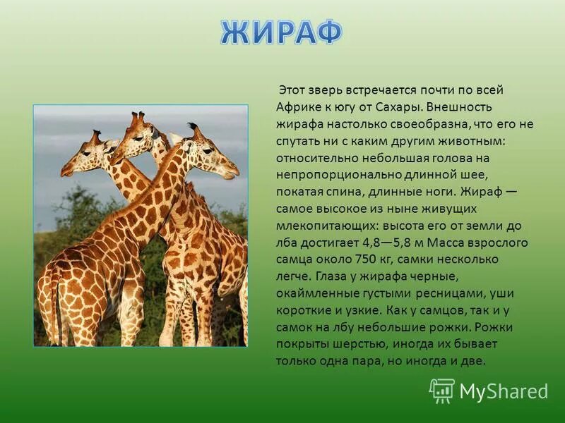 какие ноги у жирафа длиннее