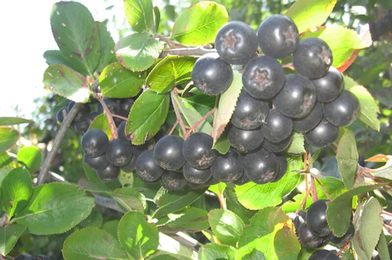 Арония черноплодная (aronia melanocarpa). Сорта черноплодной. Арония черноплодная мичурина. Сорта аронии черноокая. Арония черноокая.