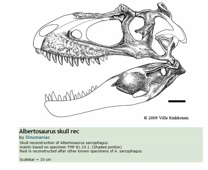 Альбертозавр скелет. Альбертозавр череп. Скелет альбертозавра череп. Альбертозавр скелет схема.