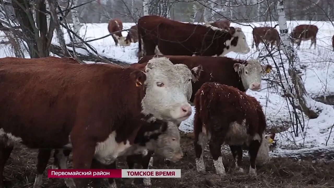 Купить телят в нижегородской области. Березовская ферма Первомайский район. ООО Берёзовская ферма Томск. Березовская ферма Томская область. Свина ферма в Томской области.