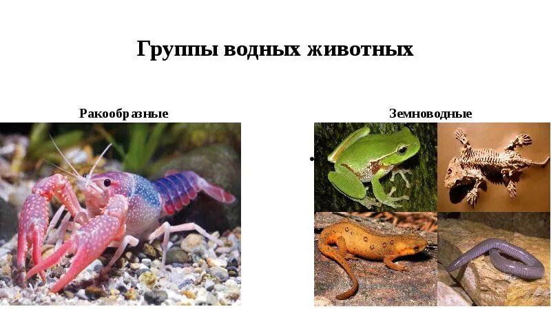 Знаешь ли ты обитателей байкала. Презентация водные обитатели. Водные обитатели. Презентация водные обитатели. Водная среда обитания животные.