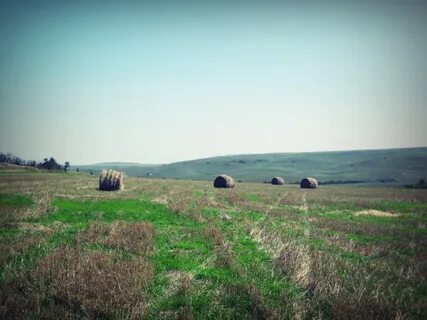 Дубрава татарка