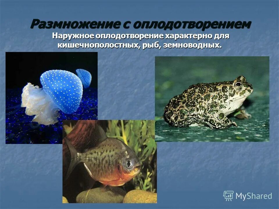 хрящевые рыбы наружное оплодотворение