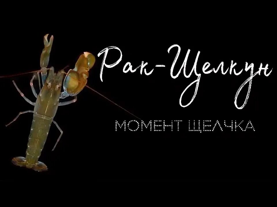 Рак щелкун сила удара и градус. Рак щелкун сила удара и градус
