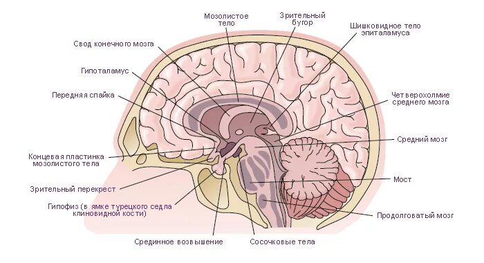 Срез психология. Сагиттальный срез головного мозга. Мозг человека Сагиттальный разрез. Строение головного мозга Сагиттальный разрез. Сагиттальный распил головного мозга анатомия.