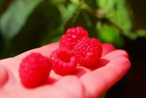 Сон собирать малину с куста