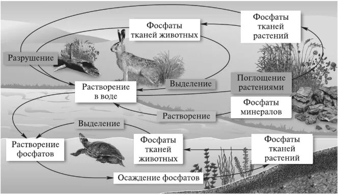 Фосфор в биосфере. Фосфор в биосфере