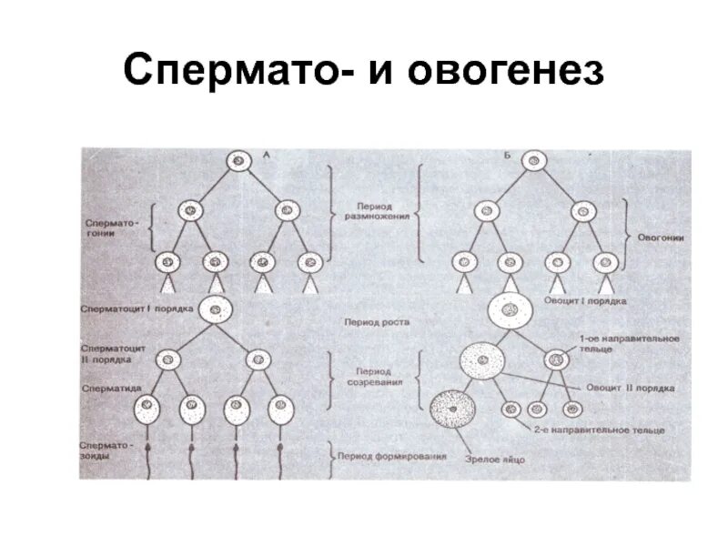 Овогенез физиология. Схема сперматогенеза и овогенеза. Овогенез (понятие, схема процесса). Спермато и овогенез. Второе направительное тельце