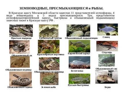Животные красной книги москвы и московской