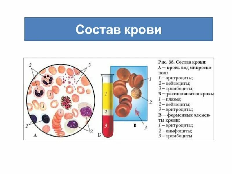 Строение крови человека таблица - TouristMaps.ru